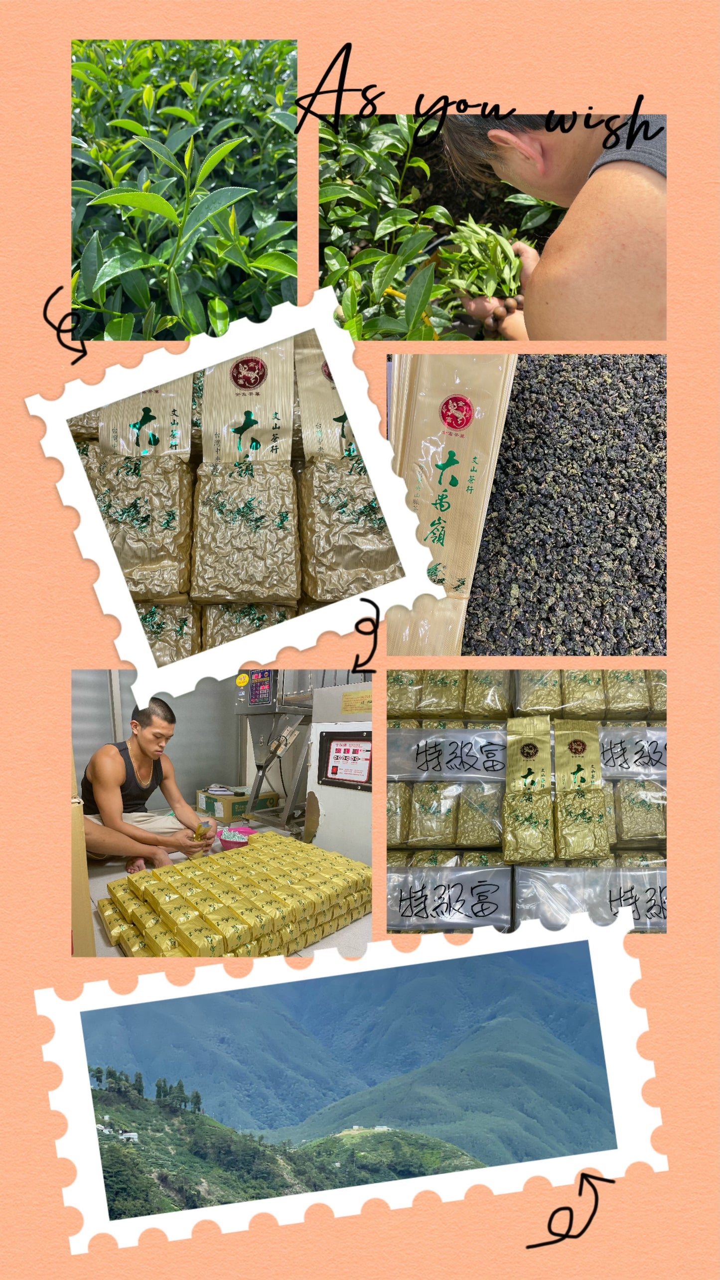 金富大禹嶺(2025年冬茶)