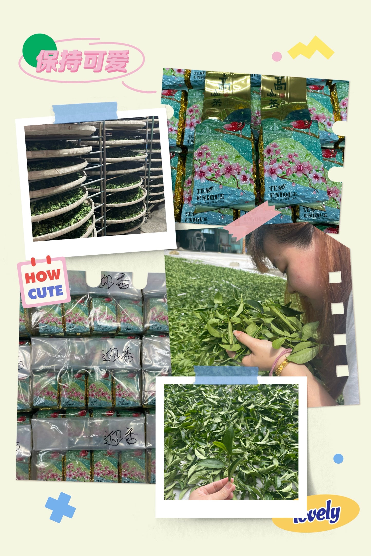 杉林溪比賽茶(2025年冬茶)