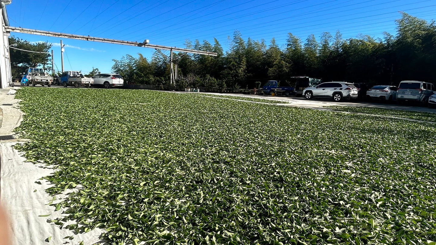 梨山高冷茶(2025年冬茶)