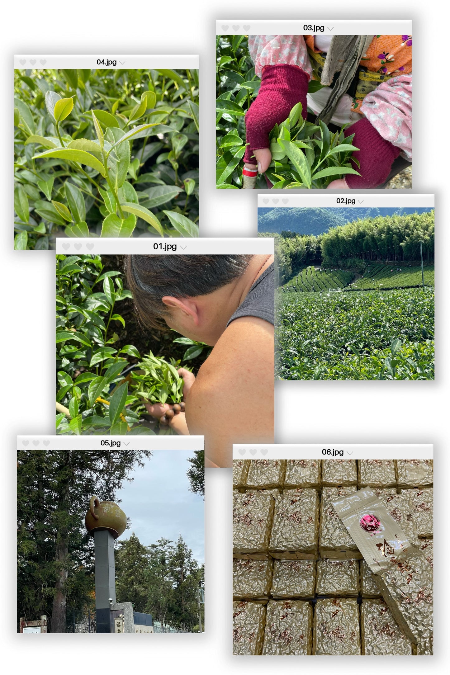 金富福壽梨山（2025年冬茶）