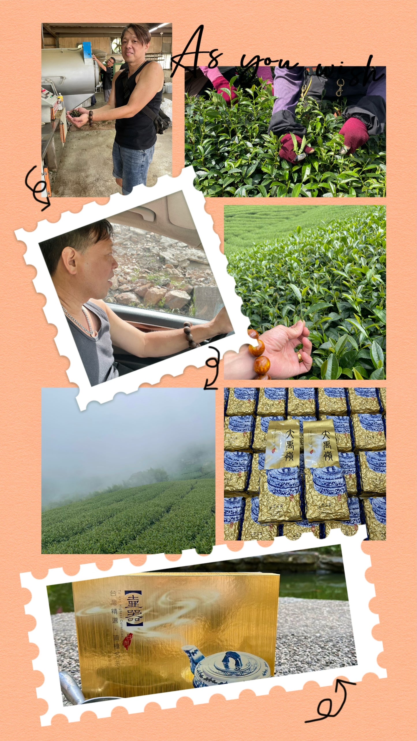 大禹嶺高冷茶(2025冬茶)